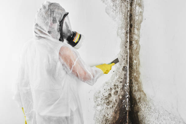 Best Toxic Mold Removal  in Northville, MI