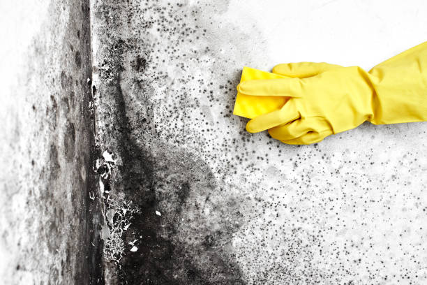 Best Residential Mold Removal  in Northville, MI