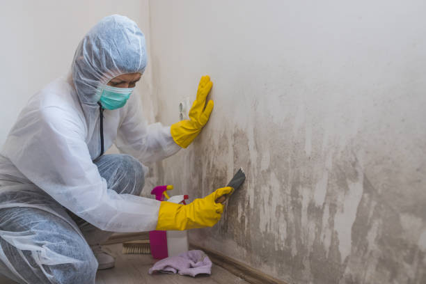 Best Commercial Mold Removal  in Northville, MI