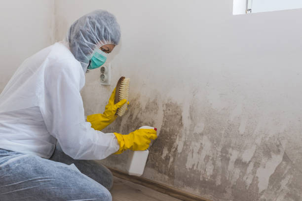 Best Home Mold Removal  in Northville, MI