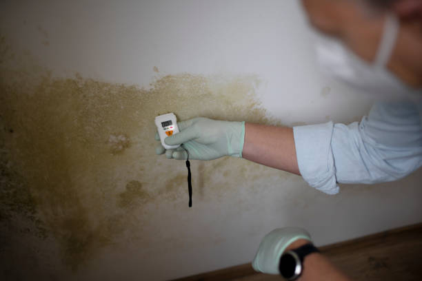 Best Certified Mold Removal  in Northville, MI