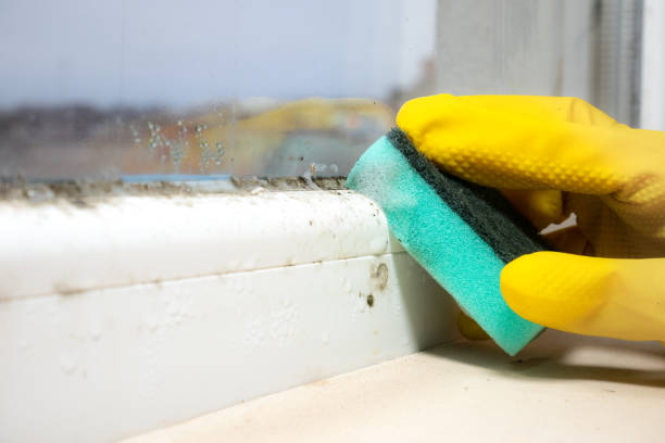 Best Emergency Mold Removal  in Northville, MI