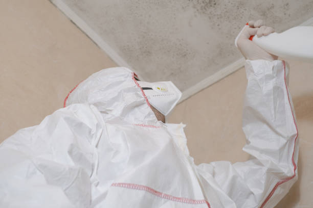 Best Attic Mold Removal  in Northville, MI