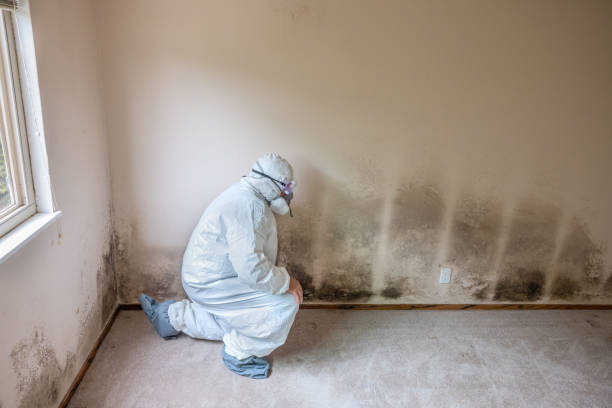 Best Affordable Mold Removal  in Northville, MI