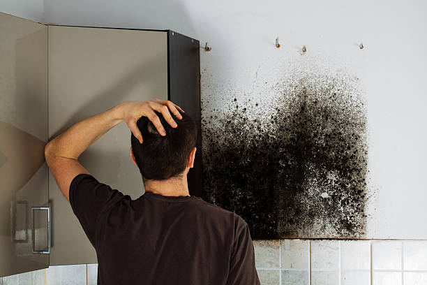 Trusted Northville, MI Mold Removal Experts