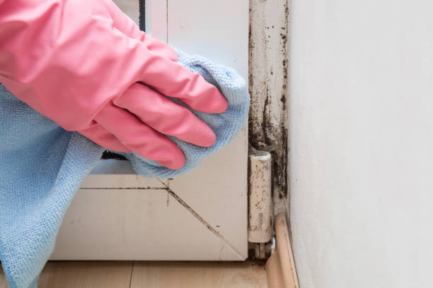 Best Mold Cleaning Services  in Northville, MI